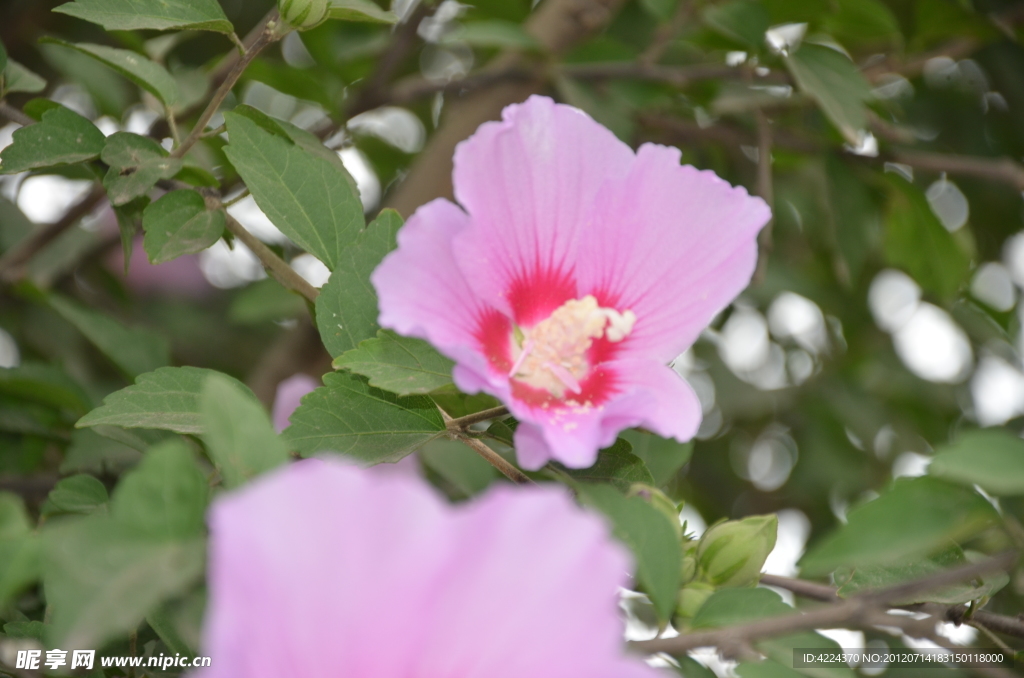 木槿花