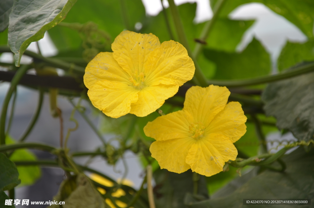 丝瓜花