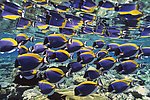 海底鱼群