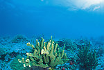 海洋海参