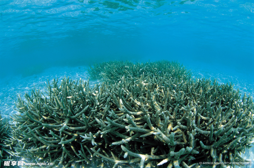 海洋森林