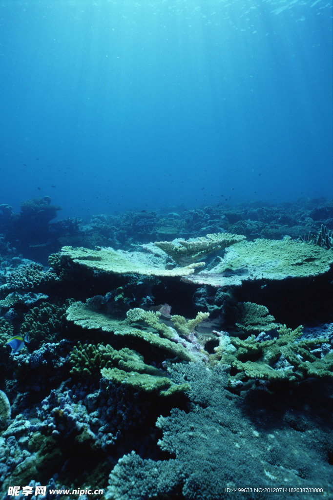 深海植被