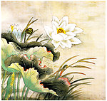 荷花国画