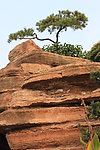 岩缝中的松树