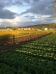 田园风景