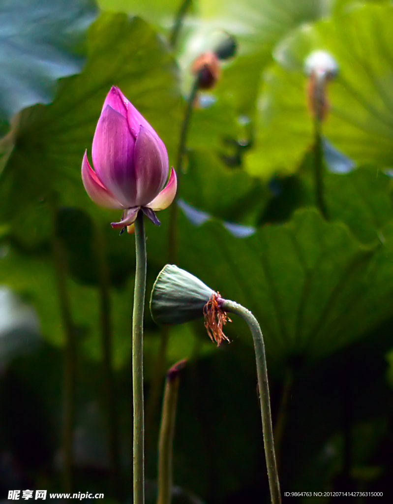 荷花