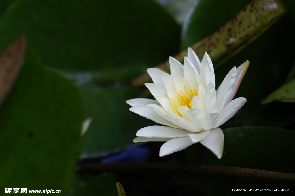 莲花 睡莲