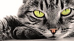 小猫