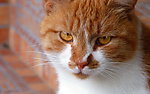 小花猫