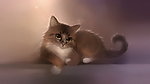 猫咪