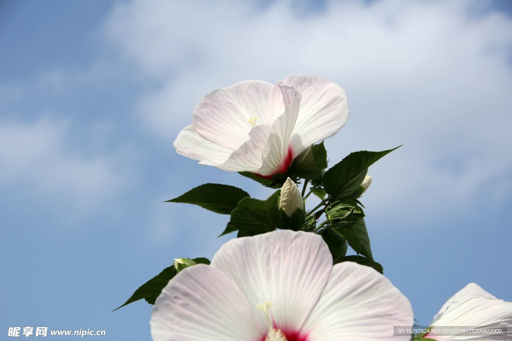 木槿花