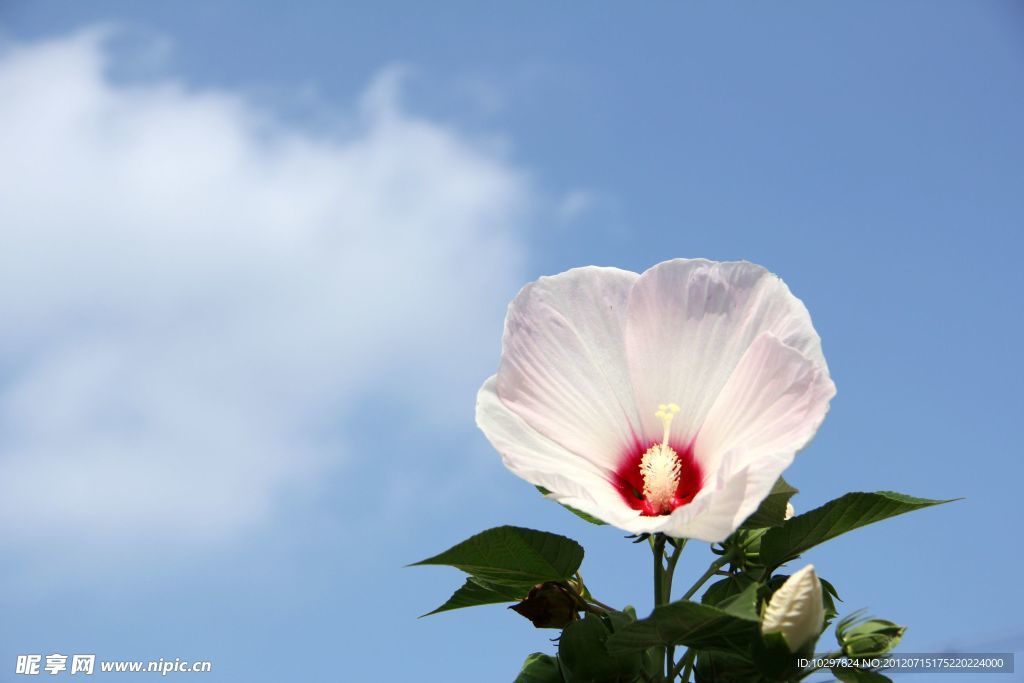 木槿花