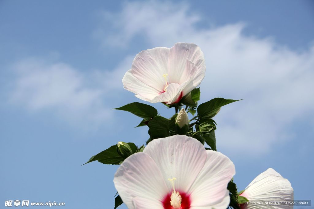 木槿花