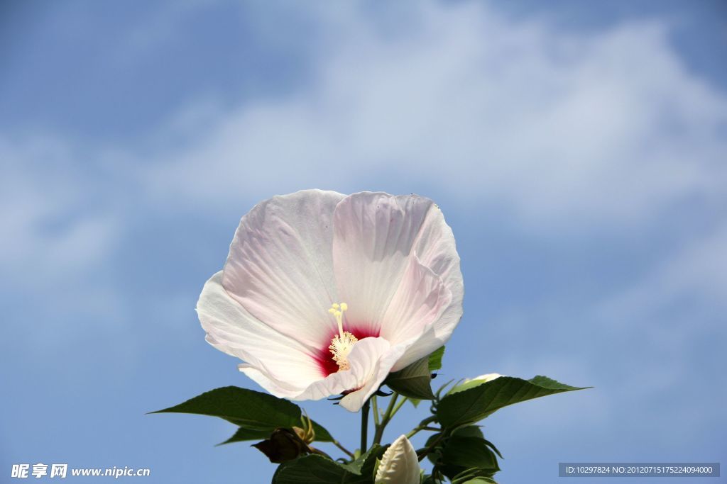 木槿花