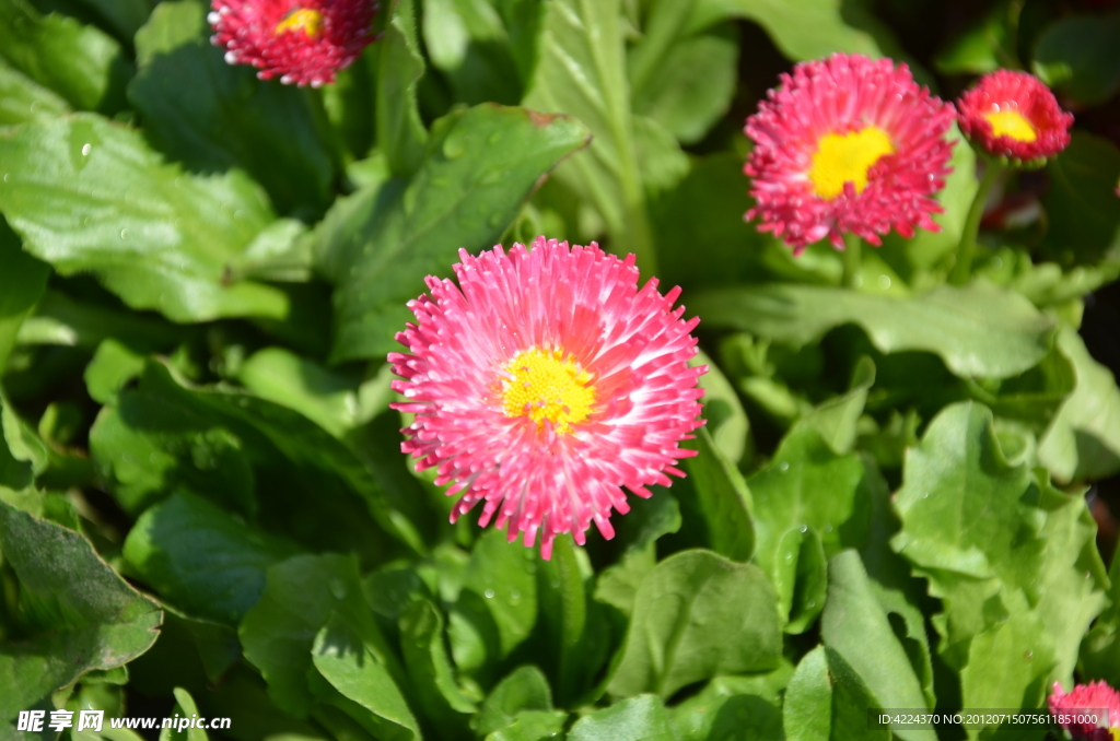 雏菊