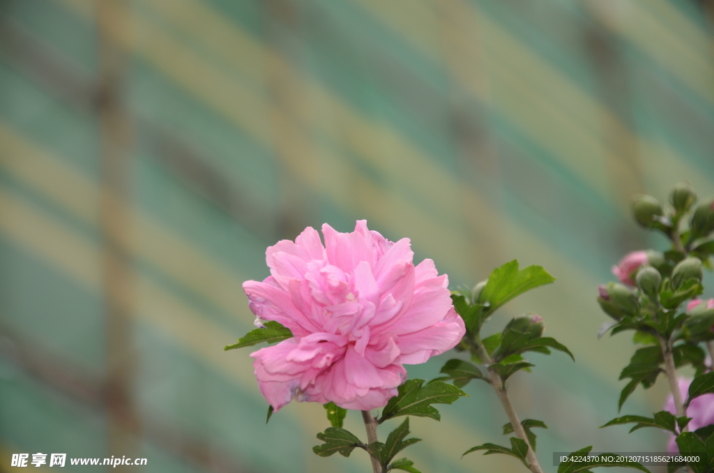 木槿花