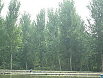 绿树