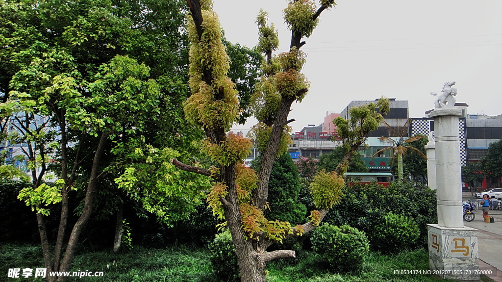 香樟树新芽