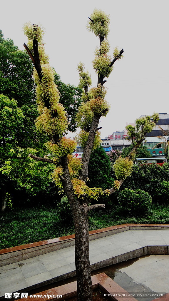 香樟树新芽