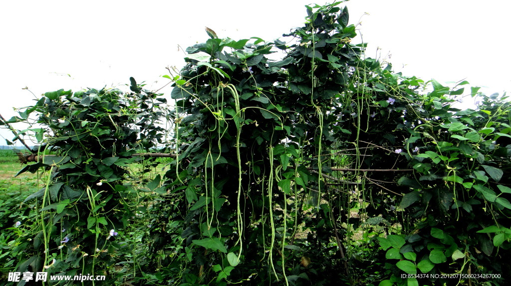 我家的菜地