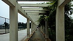 紫藤白廊