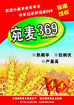 宛麦369