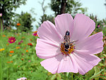 蜜蜂采蜜 鲜花