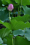 花苞