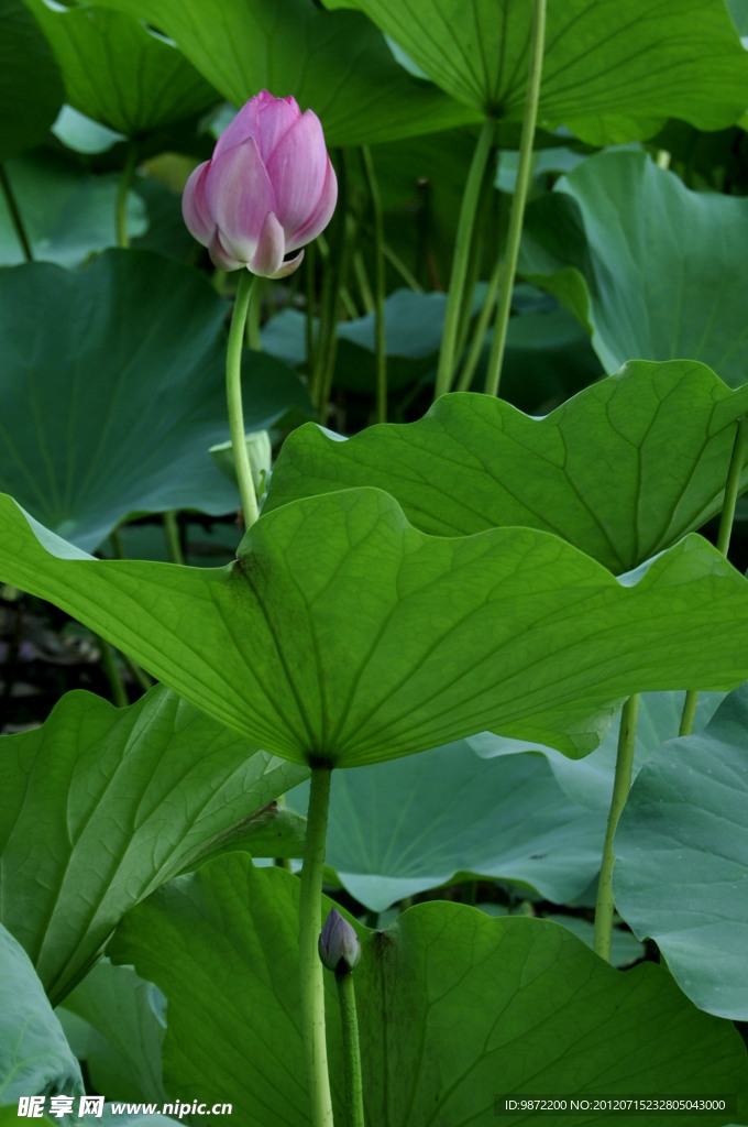 花苞