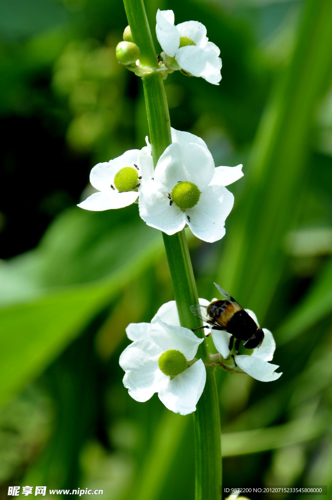 蜂恋花