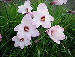 百合花