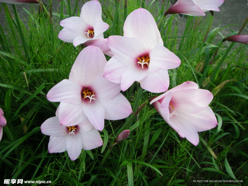 百合花