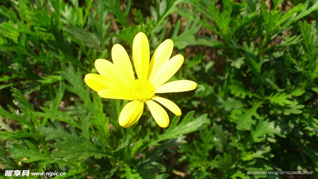 小黄花