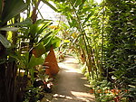 热带植物
