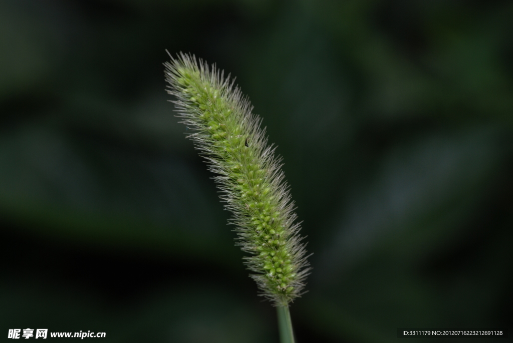 狗尾草