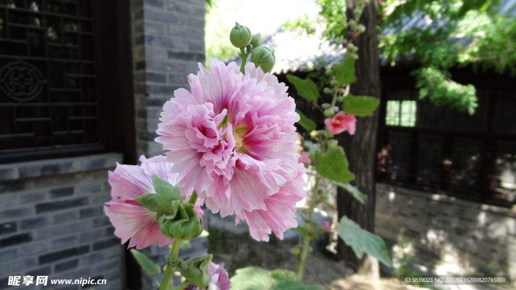 院内的花朵