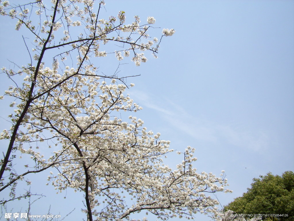 繁花似锦