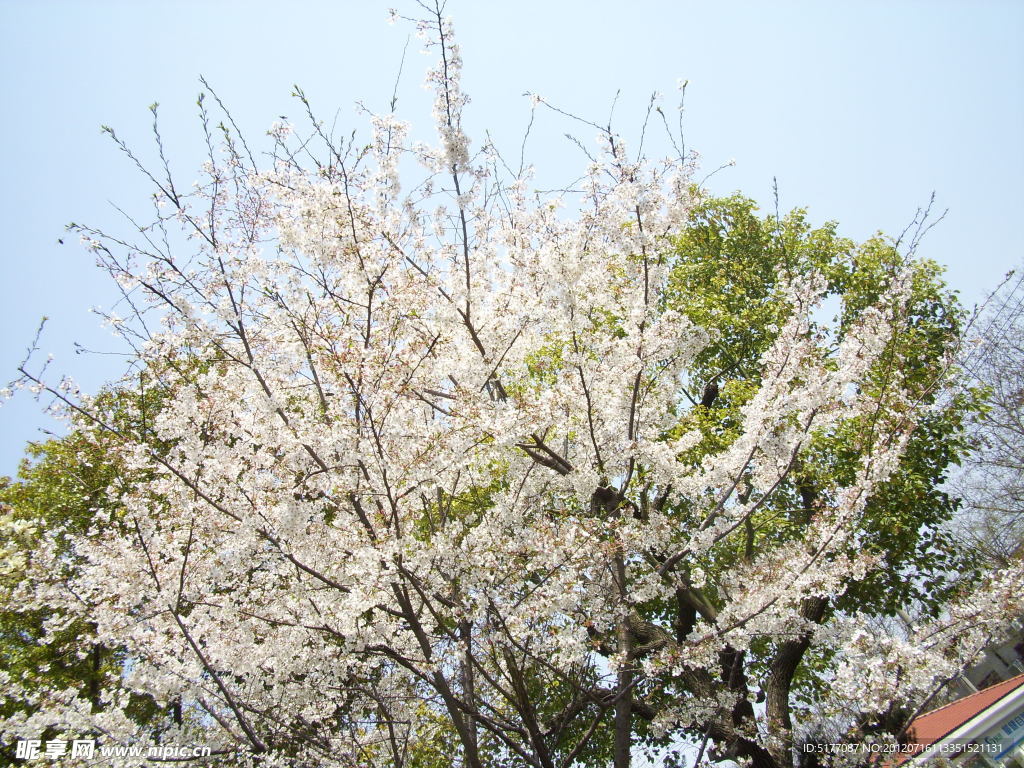 樱花盛开