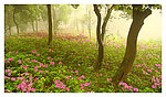雾雨花丛