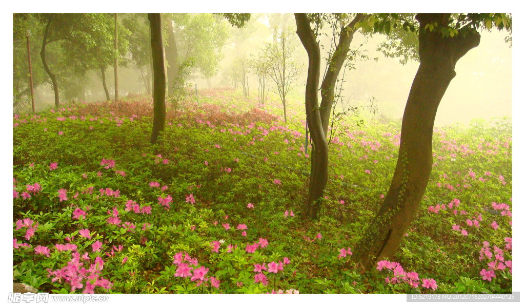 雾雨花丛