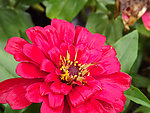 红色菊花