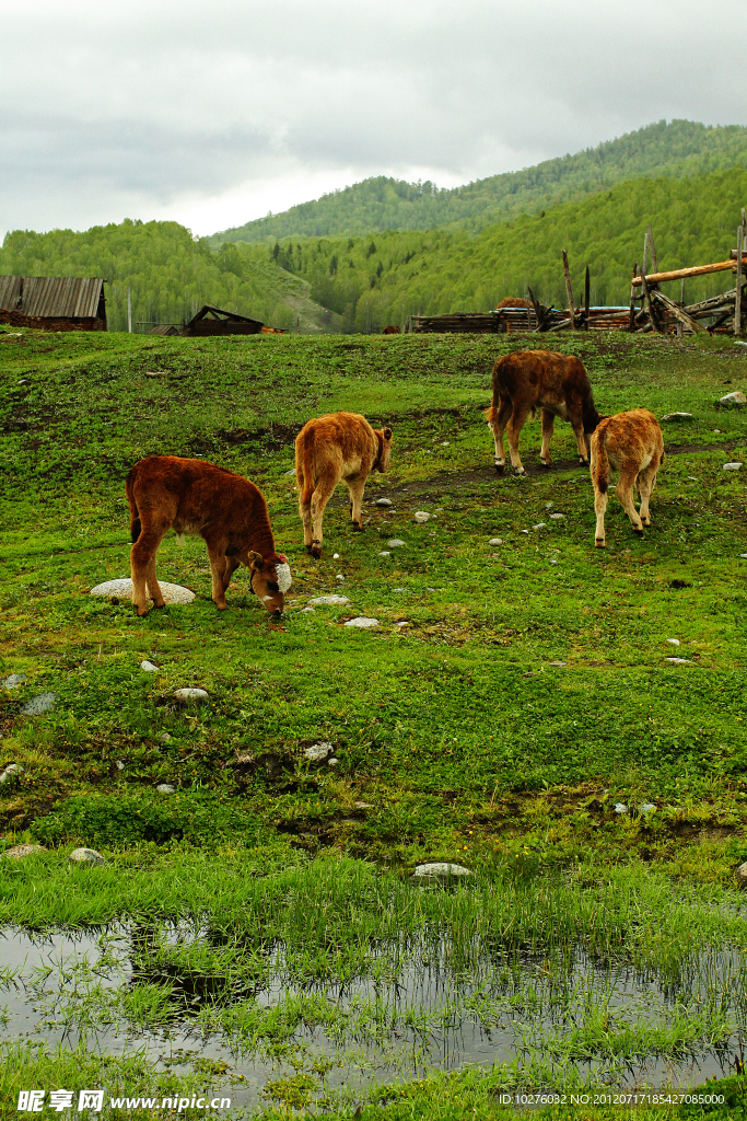 禾木图瓦村