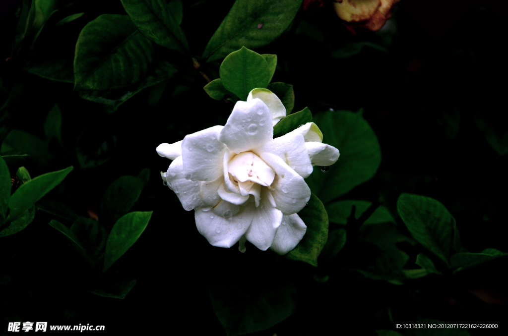 栀子花（非高清）