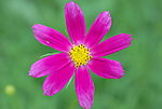 小花
