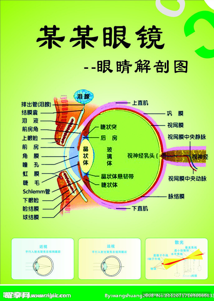 眼睛解剖图