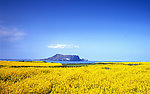 油菜花 海岛风光