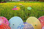 油菜花田