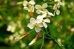 白色油菜花