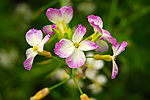 紫色油菜花