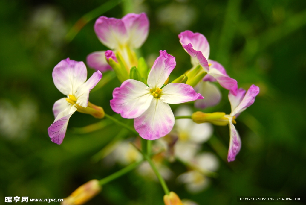 紫色油菜花
